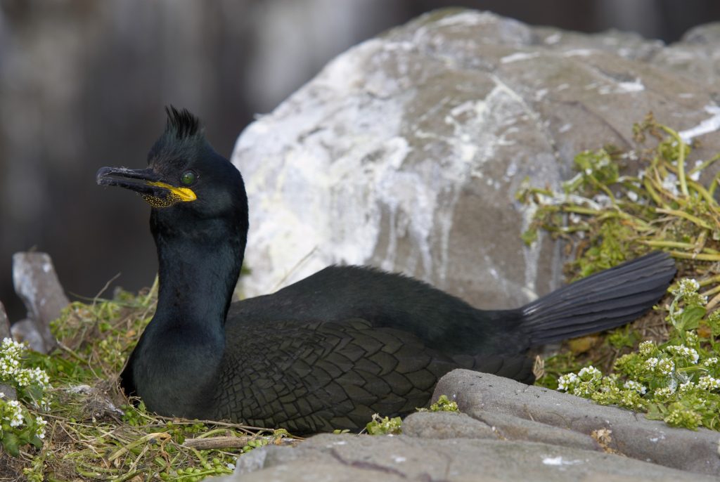 cormorán moñudo