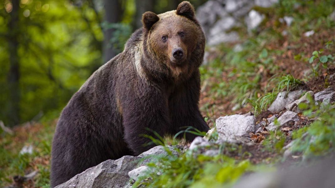 Oso pardo